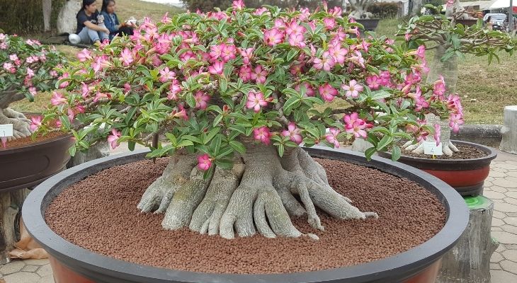Thai Ornamental Plant